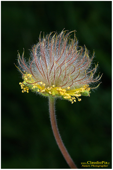 pulsatilla alpina, fiori di montagna, fiori della Liguria, alpi Liguri, appennino ligure, Val d'Aveto